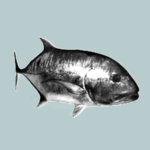 GIANT TREVALLY