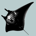 MANTA RAY