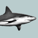 GREY REEF SHARK